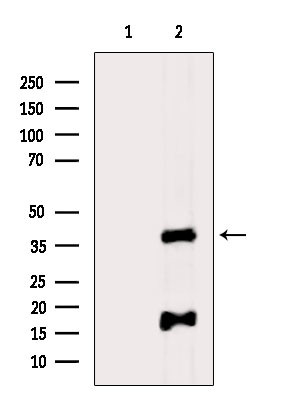 PDCD2 Antibody in Western Blot (WB)