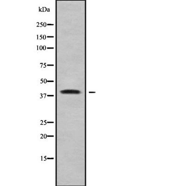 WNT7B Antibody in Western Blot (WB)