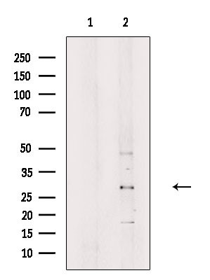 Granzyme A Antibody in Western Blot (WB)