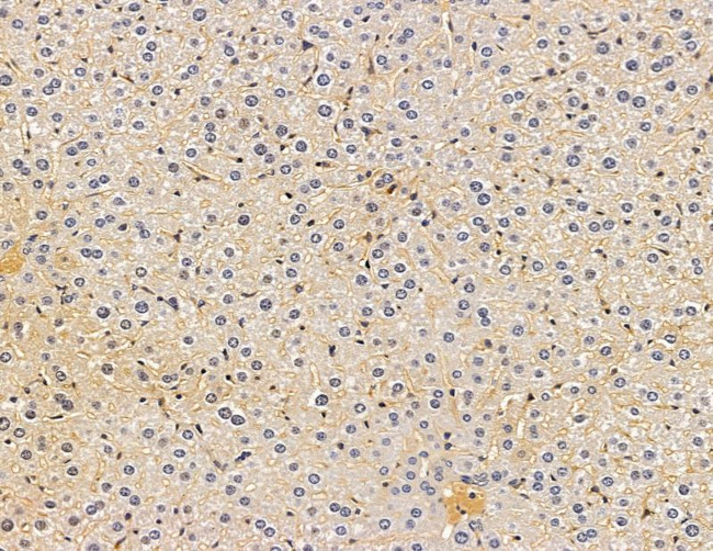 EDAR Antibody in Immunohistochemistry (Paraffin) (IHC (P))