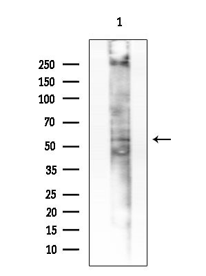 EDAR Antibody in Western Blot (WB)