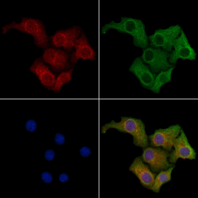 KappaB ras1 Antibody in Immunocytochemistry (ICC/IF)