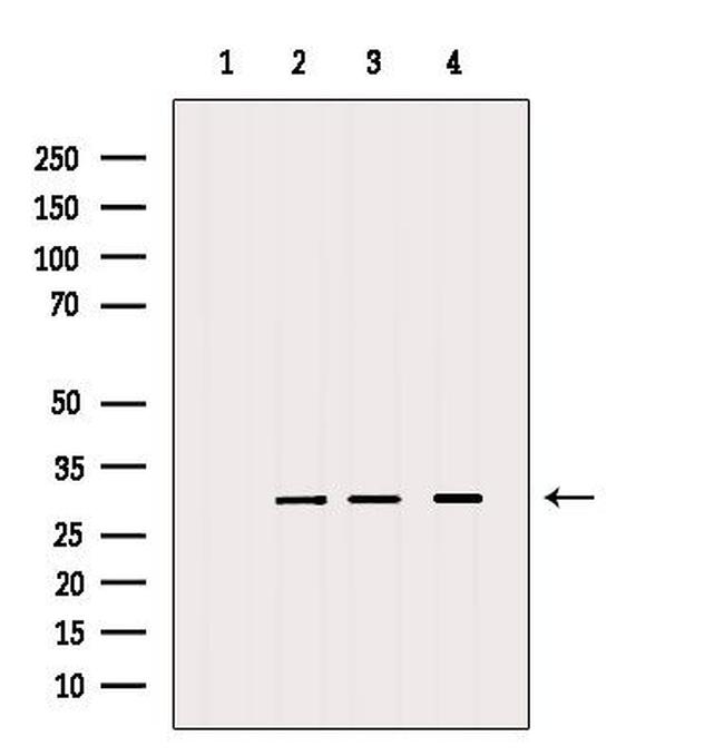 MRPS18B Antibody in Western Blot (WB)