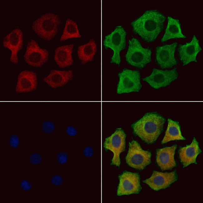 MPS1 Antibody in Immunocytochemistry (ICC/IF)