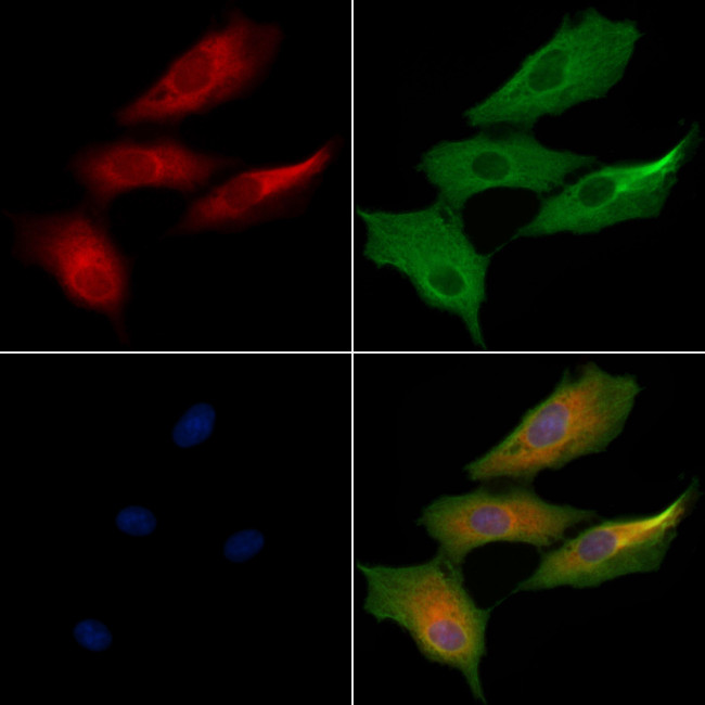 RPL24 Antibody in Immunocytochemistry (ICC/IF)