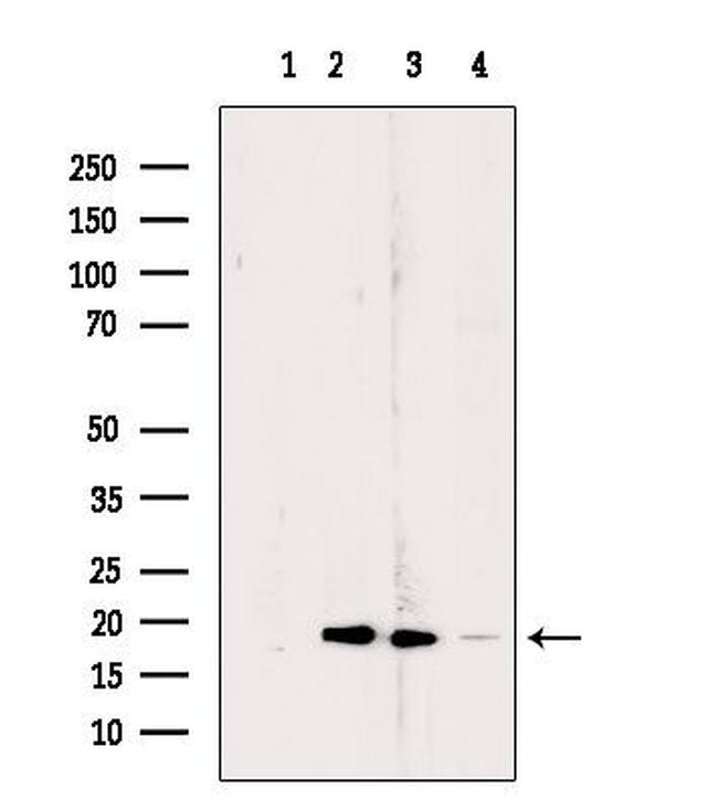 RPL24 Antibody in Western Blot (WB)