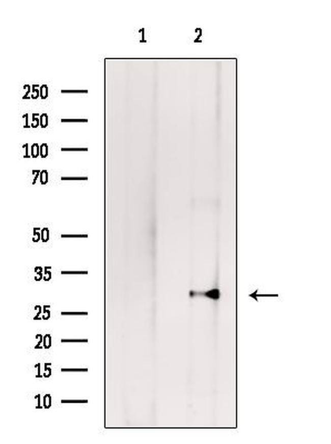 RPL7A Antibody in Western Blot (WB)