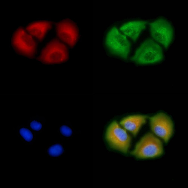 ABHD1 Antibody in Immunocytochemistry (ICC/IF)