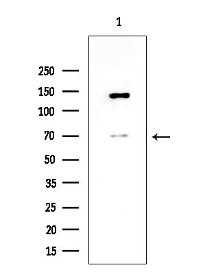 ADAM23 Antibody in Western Blot (WB)