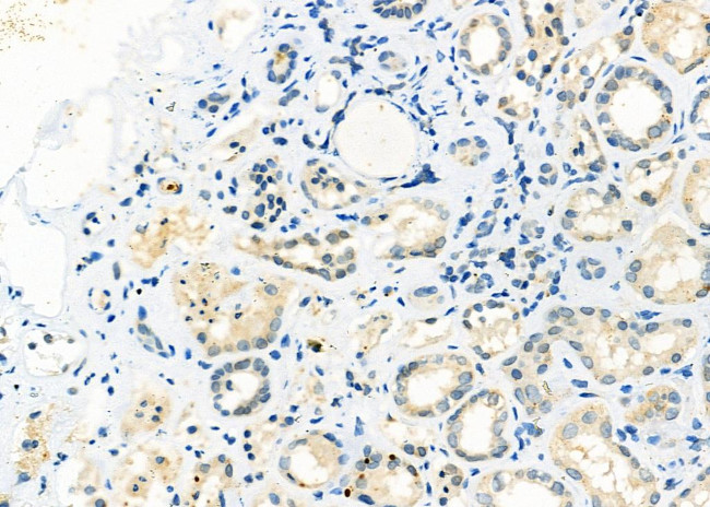 ADAMTS16 Antibody in Immunohistochemistry (Paraffin) (IHC (P))