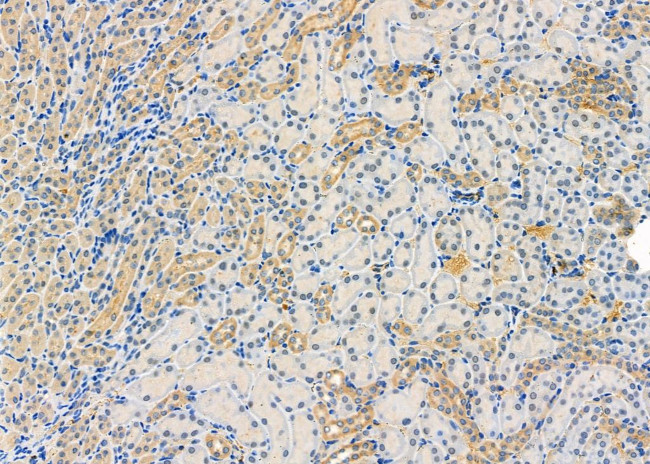 ADAMTS16 Antibody in Immunohistochemistry (Paraffin) (IHC (P))