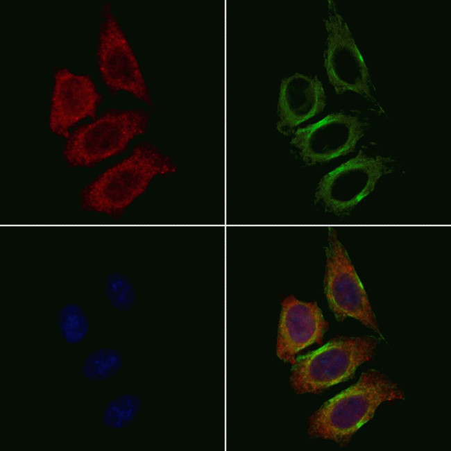 Agrin Antibody in Immunocytochemistry (ICC/IF)