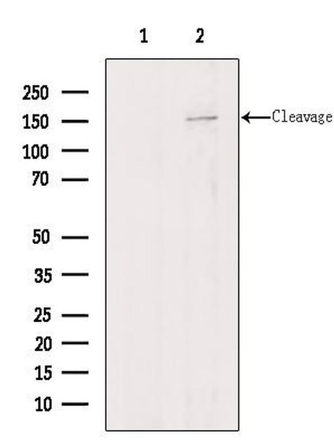 Agrin Antibody in Western Blot (WB)