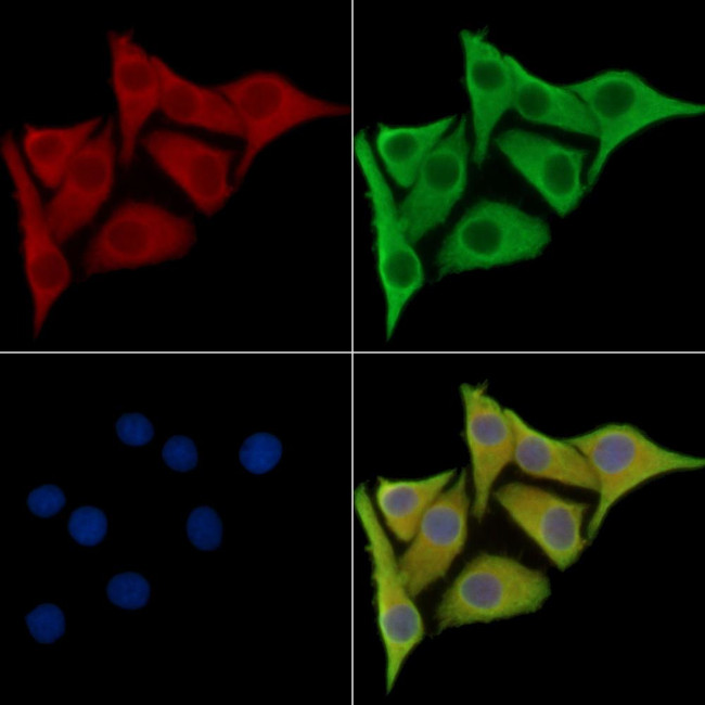 GALM Antibody in Immunocytochemistry (ICC/IF)