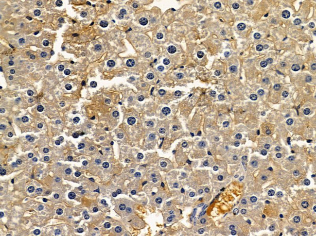 GALM Antibody in Immunohistochemistry (Paraffin) (IHC (P))