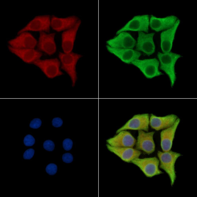 AMOT Antibody in Immunocytochemistry (ICC/IF)