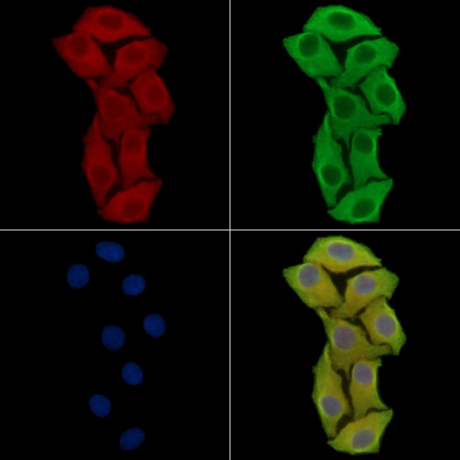 Angiopoietin 4 Antibody in Immunocytochemistry (ICC/IF)