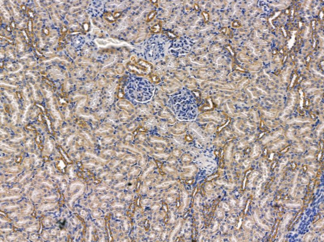 Angiopoietin 4 Antibody in Immunohistochemistry (Paraffin) (IHC (P))