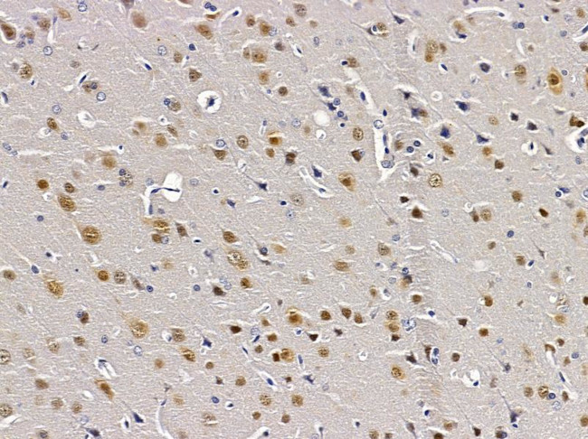 A2BP1 Antibody in Immunohistochemistry (Paraffin) (IHC (P))