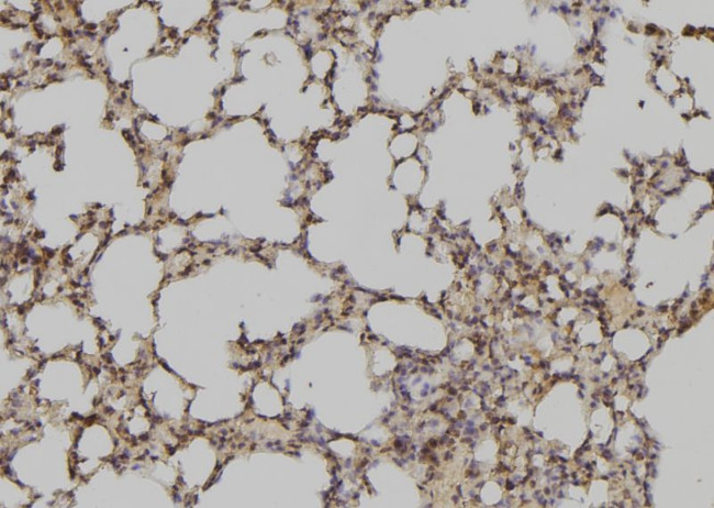 ATXN7L3 Antibody in Immunohistochemistry (Paraffin) (IHC (P))