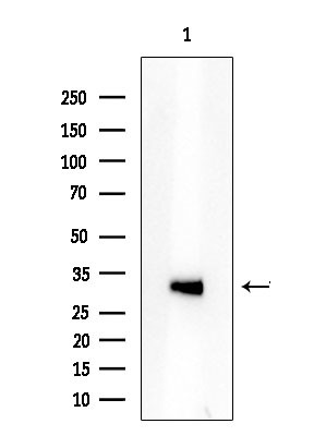 ATXN7L3 Antibody in Western Blot (WB)