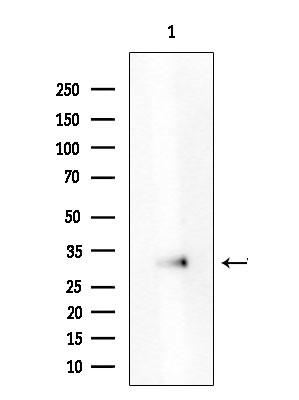 ATXN7L3 Antibody in Western Blot (WB)