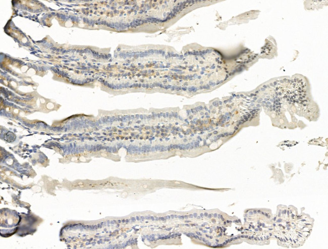 ATP5L Antibody in Immunohistochemistry (Paraffin) (IHC (P))