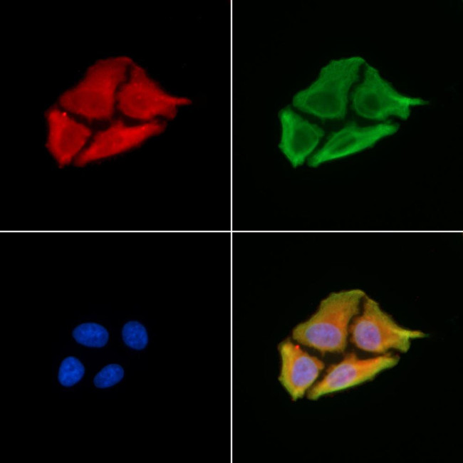 ABCA12 Antibody in Immunocytochemistry (ICC/IF)