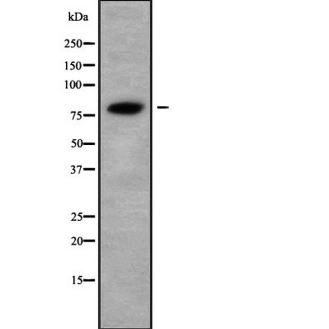 ABCF3 Antibody in Western Blot (WB)