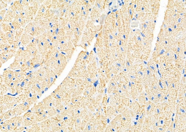 B4GALT7 Antibody in Immunohistochemistry (Paraffin) (IHC (P))