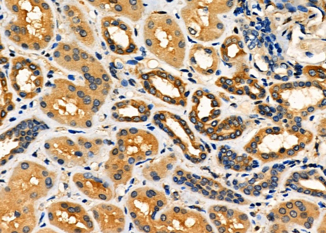 Bmp1 Antibody in Immunohistochemistry (Paraffin) (IHC (P))