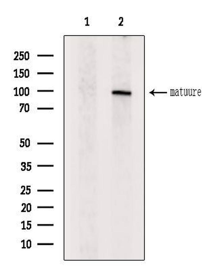 Bmp1 Antibody in Western Blot (WB)