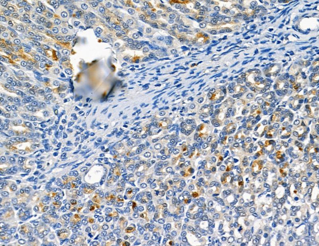 CATSPER1 Antibody in Immunohistochemistry (Paraffin) (IHC (P))