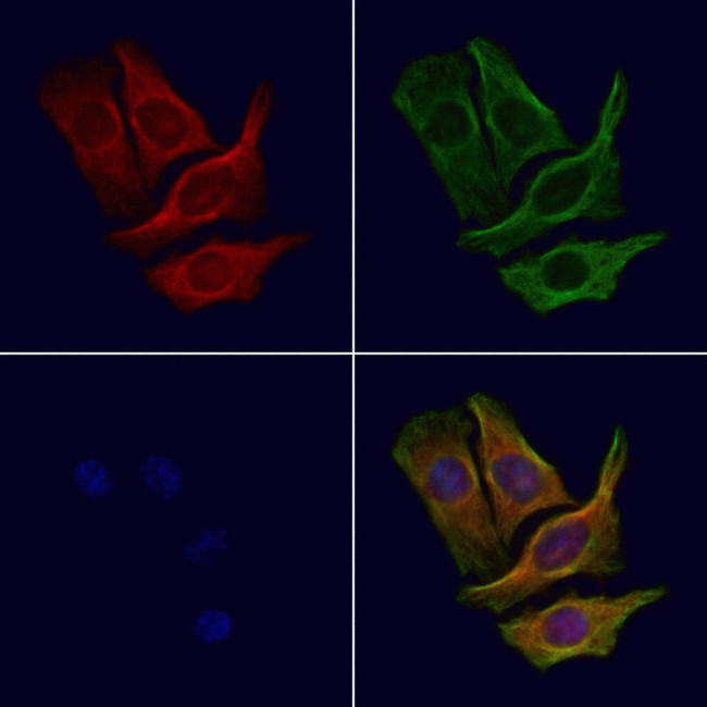 CCP110 Antibody in Immunocytochemistry (ICC/IF)