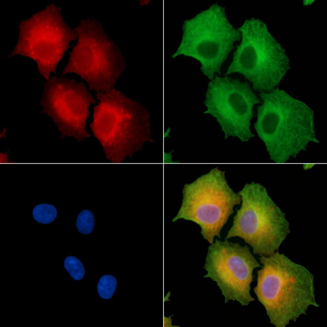 HAUS2 Antibody in Immunocytochemistry (ICC/IF)