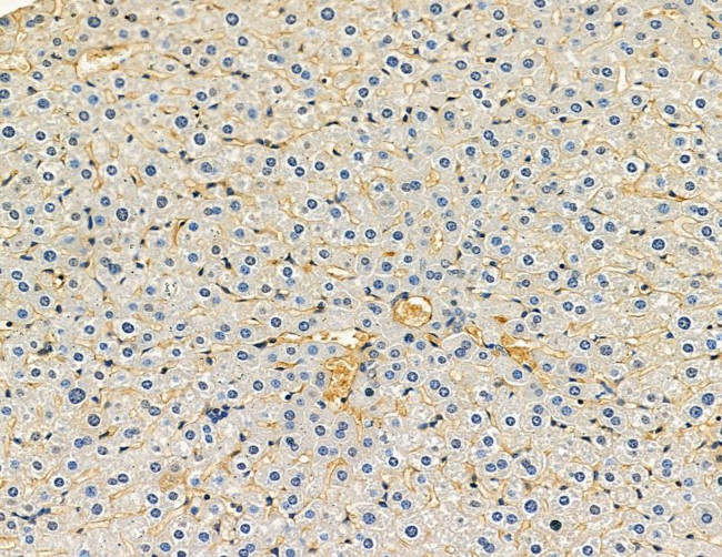 CSPP1 Antibody in Immunohistochemistry (Paraffin) (IHC (P))