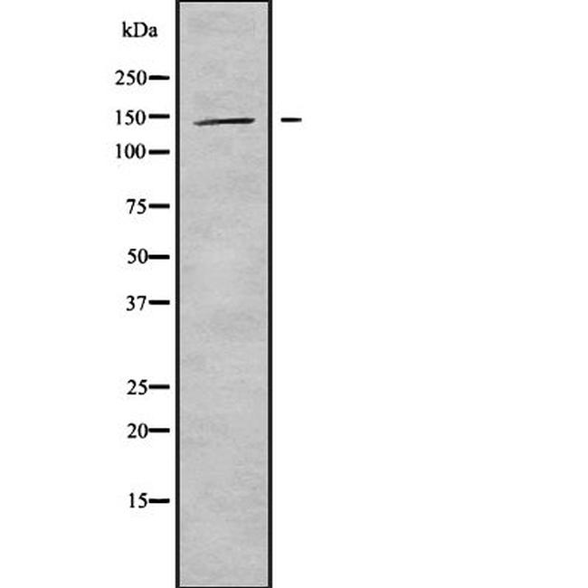 KIF4B Antibody in Western Blot (WB)