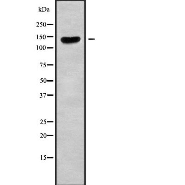 CLASP2 Antibody in Western Blot (WB)