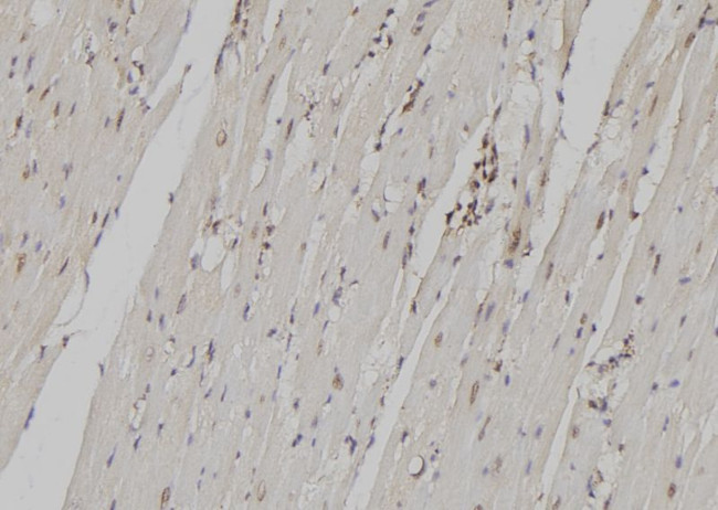 ZFC3H1 Antibody in Immunohistochemistry (Paraffin) (IHC (P))