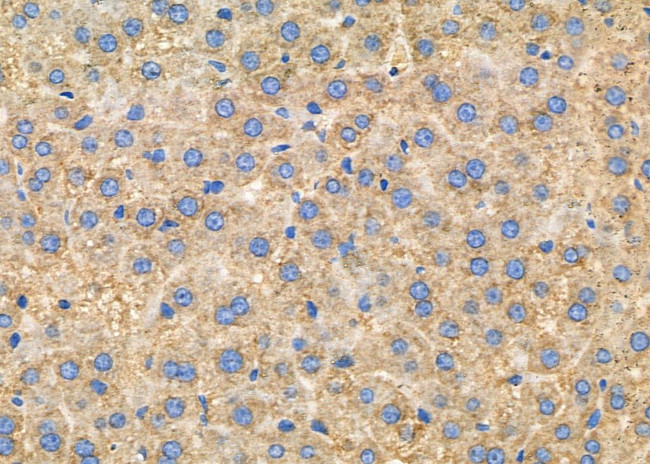 CNTNAP4 Antibody in Immunohistochemistry (Paraffin) (IHC (P))