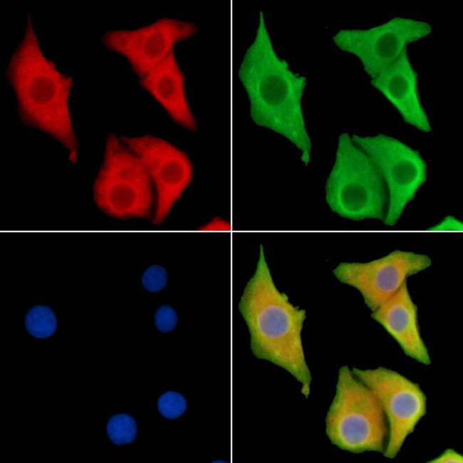 CNGA3 Antibody in Immunocytochemistry (ICC/IF)