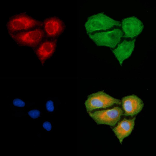 Cystatin F Antibody in Immunocytochemistry (ICC/IF)