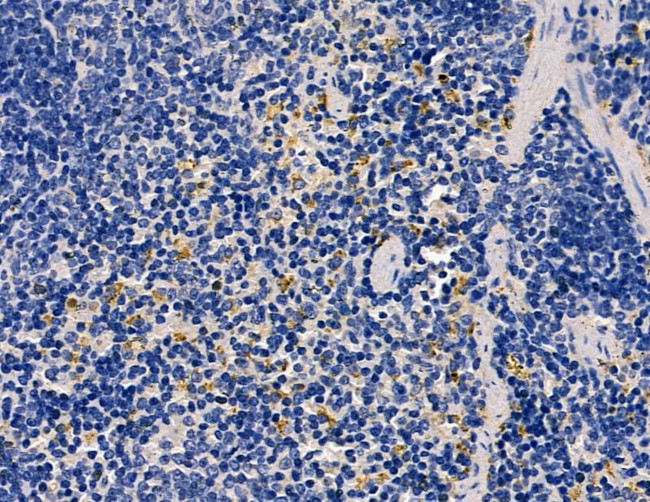 Cystatin F Antibody in Immunohistochemistry (Paraffin) (IHC (P))