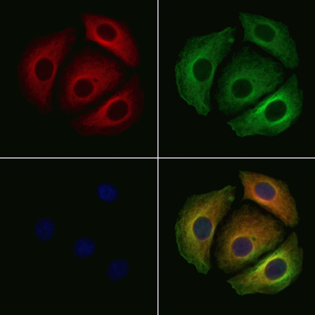 DHRS9 Antibody in Immunocytochemistry (ICC/IF)