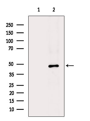 POLR1E Antibody in Western Blot (WB)