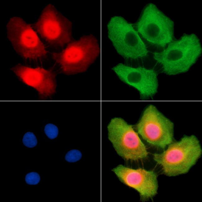 POLR3G Antibody in Immunocytochemistry (ICC/IF)