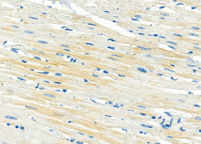 DYNLRB1 Antibody in Immunohistochemistry (Paraffin) (IHC (P))