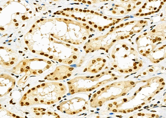 RNF41 Antibody in Immunohistochemistry (Paraffin) (IHC (P))