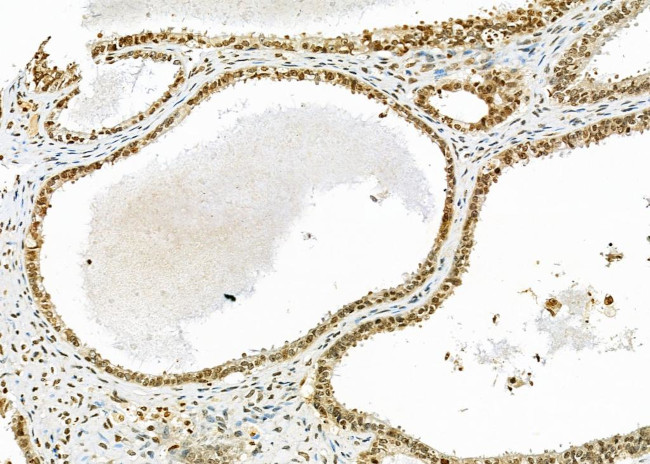 RNF41 Antibody in Immunohistochemistry (Paraffin) (IHC (P))