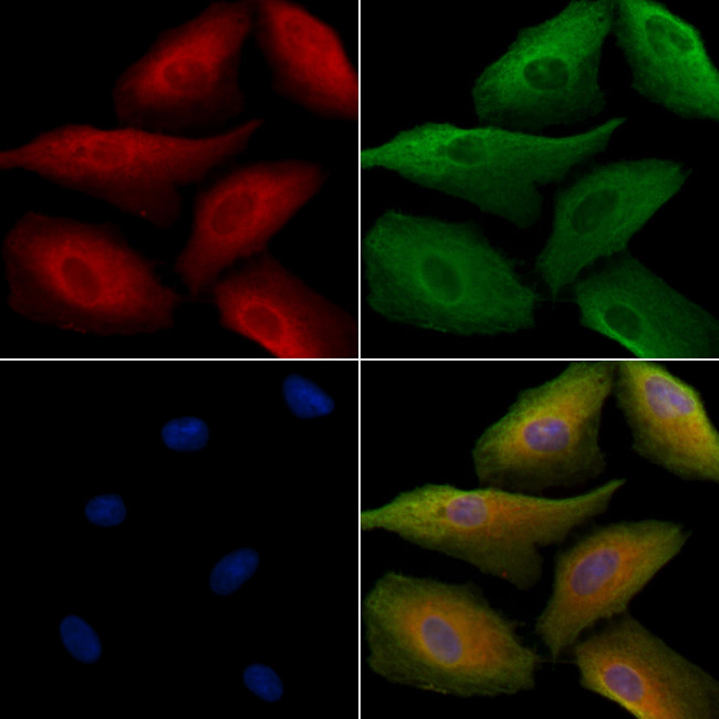 ENDOD1 Antibody in Immunocytochemistry (ICC/IF)